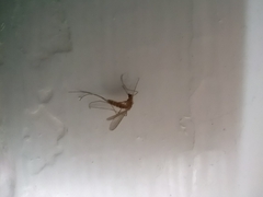 Culex quinquefasciatus