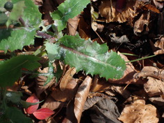 Golovinomyces cichoracearum