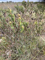 Leucadendron stelligerum