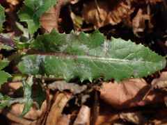 Golovinomyces cichoracearum