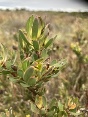 Leucadendron stelligerum