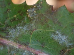 Golovinomyces cichoracearum