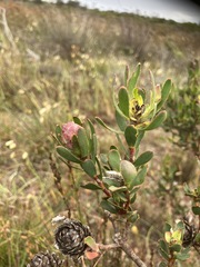 Leucadendron stelligerum