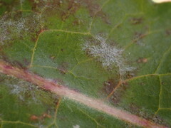 Golovinomyces cichoracearum