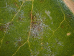 Golovinomyces cichoracearum