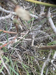 Leucadendron stelligerum