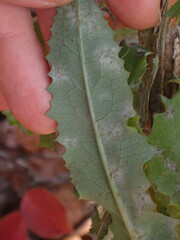Golovinomyces cichoracearum