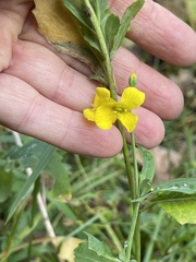 Brassica napus