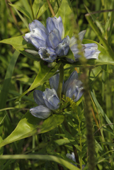 Gentiana × pallidocyanea