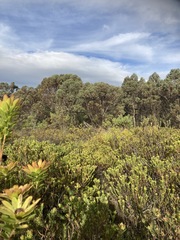 Leucadendron stelligerum