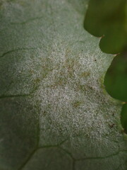 Golovinomyces cichoracearum