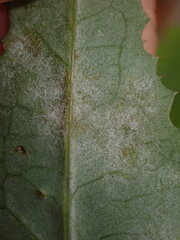 Golovinomyces cichoracearum