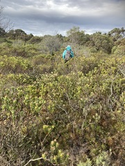 Leucadendron stelligerum