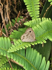 Ypthima baldus