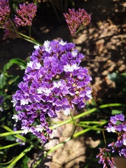 Limonium