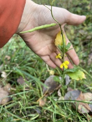 Brassica napus