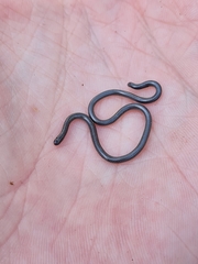 Leptotyphlops scutifrons