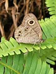 Ypthima baldus