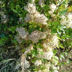 Clematis cirrhosa