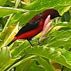 Ramphocelus dimidiatus