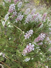 Paranomus abrotanifolius