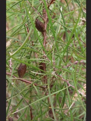 Hakea ulicina