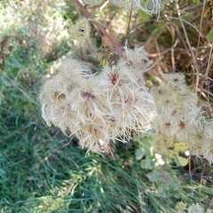 Clematis cirrhosa