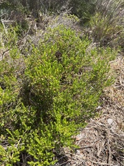 Erica subdivaricata