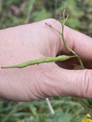Brassica napus