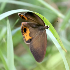 Hypocysta pseudirius