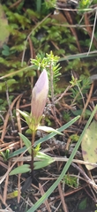 Gentianella amarella