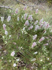 Paranomus abrotanifolius