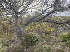 Paranomus abrotanifolius