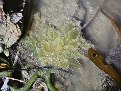 Polybranchia pallens