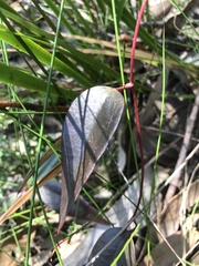 Smilax glyciphylla