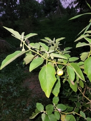 Solanum melongena