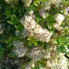 Clematis cirrhosa