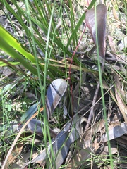 Smilax glyciphylla
