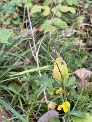 Brassica napus