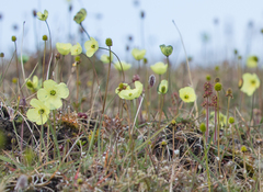 Papaver lapponicum orientale