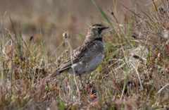 Eremophila alpestris flava