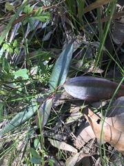 Smilax glyciphylla