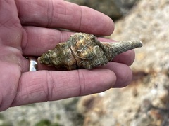 Triplofusus giganteus