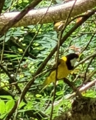 Pachycephala fuliginosa
