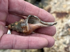 Triplofusus giganteus