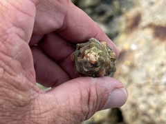 Triplofusus giganteus