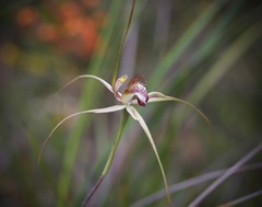 Caladenia tentaculata × venusta
