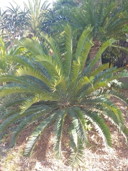 Encephalartos