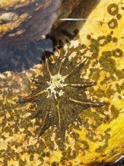 Scutellastra longicosta