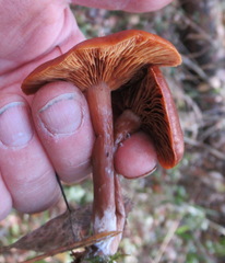 Lactarius rufulus
